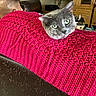 cat, gray_cat, green_eyes, red_blanket, knitted_blanket, sofa, leather_sofa, person, back_of_head, indoor, living_room, wooden_furniture, curious, pet, cozy, home, household_items, relaxed, animal, feline