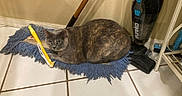Tye-Dye is registered to the contest to win money with this photo: animal, appliance, blue, broom, cat, cleaning_tools, domestic, feline, floor_tile, fur, gray_cat, home, household, indoor, looking, mop, pet, resting, vacuum_cleaner, yellow