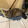 cat, gray_cat, mop, cleaning_tools, broom, vacuum_cleaner, floor_tile, indoor, pet, animal, resting, feline, household, home, appliance, domestic, fur, looking, blue, yellow