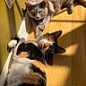 Tye-Dye is registered to the contest to win money with this photo: animal, calico_cat, cat, closeup, domestic_animal, floor, fur, gray_cat, green_eyes, indoor, natural_light, pets, relaxing, shadow, sleepy, sunlight, two_cats, wall, whiskers, wooden_floor