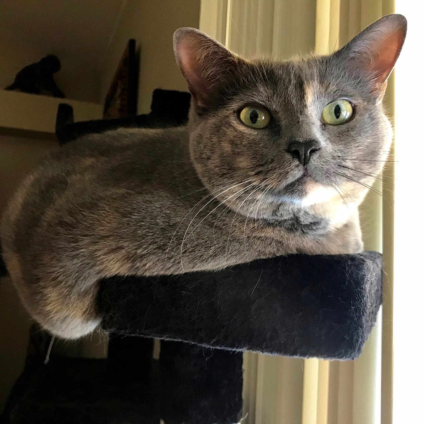 Tye-Dye joined the competition — help win amazing prizes! alert, animal, cat, cat_tree, close_up, cute, domestic_cat, feline, fur, gray_cat, green_eyes, household, indoor, looking, perch, pet, relaxed, resting, whiskers, window_light