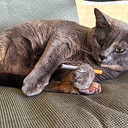 Tye-Dye is registered to the contest to win money with this photo: cat, gray_cat, cigarette, paw, chair, lounging, relaxed, indoor, feline, pet, animal, fur, whiskers, green_eyes, close_up, resting, cute, domestic_cat, texture, seat