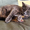 cat, gray_cat, cigarette, paw, chair, lounging, relaxed, indoor, feline, pet, animal, fur, whiskers, green_eyes, close_up, resting, cute, domestic_cat, texture, seat