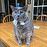 cat, gray_cat, table, wooden_table, bottle_cap, tissue, kitchen, chair, window, indoor, pet, animal, feline, domestic_cat, green_eyes, whiskers, sitting, household, furniture, curtains