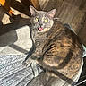 Tye-Dye is registered to the contest to win money with this photo: brown_fur, cat, closeup, cushion, domestic_animal, ears, feline, gray_fur, indoor, morning_light, open_mouth, patterned_fabric, pet, relaxed, seat, shadow, sunlight, whiskers, wooden_floor, yellow_eyes