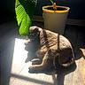 cat, plant, potted_plant, leaf, sunlight, shadow, floor, wooden_floor, window, indoor, pet, relaxing, animal, domestic_cat, cozy, natural_light, shadows, green_leaf, houseplant, sunbeam