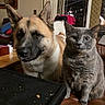 Geisha joined the competition — help win amazing prizes! animal, cat, closeup, companion, cozy, curious, dog, domestic, furniture, furry, gray_cat, home, indoor, large_dog, leather_couch, pet, relaxed, sitting, table, window