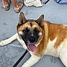 Geisha joined the competition — help win amazing prizes! akita, animal, bag, black_face, brown, casual, dog, domestic_animal, floor, front_paws, happy, indoor, leash, legs, person, pet, resting, sandals, tongue_out, white