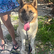 Geisha is registered to the contest to win money with this photo: animal, can, dog, grass, ground, happy, leash, legs, nature, outdoor, person, pet, sandals, shadow, skirt, summer, sunlight, tongue, trees, water_bowl