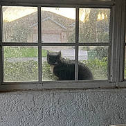 Farro is registered to the contest to win money with this photo: animal, black_and_white, cat, dusty_window, evening_light, fence, greenery, grime, house, nature, outdoor, pet, quiet, residential, sitting, suburban, texture, trash_bin, window, windowsill