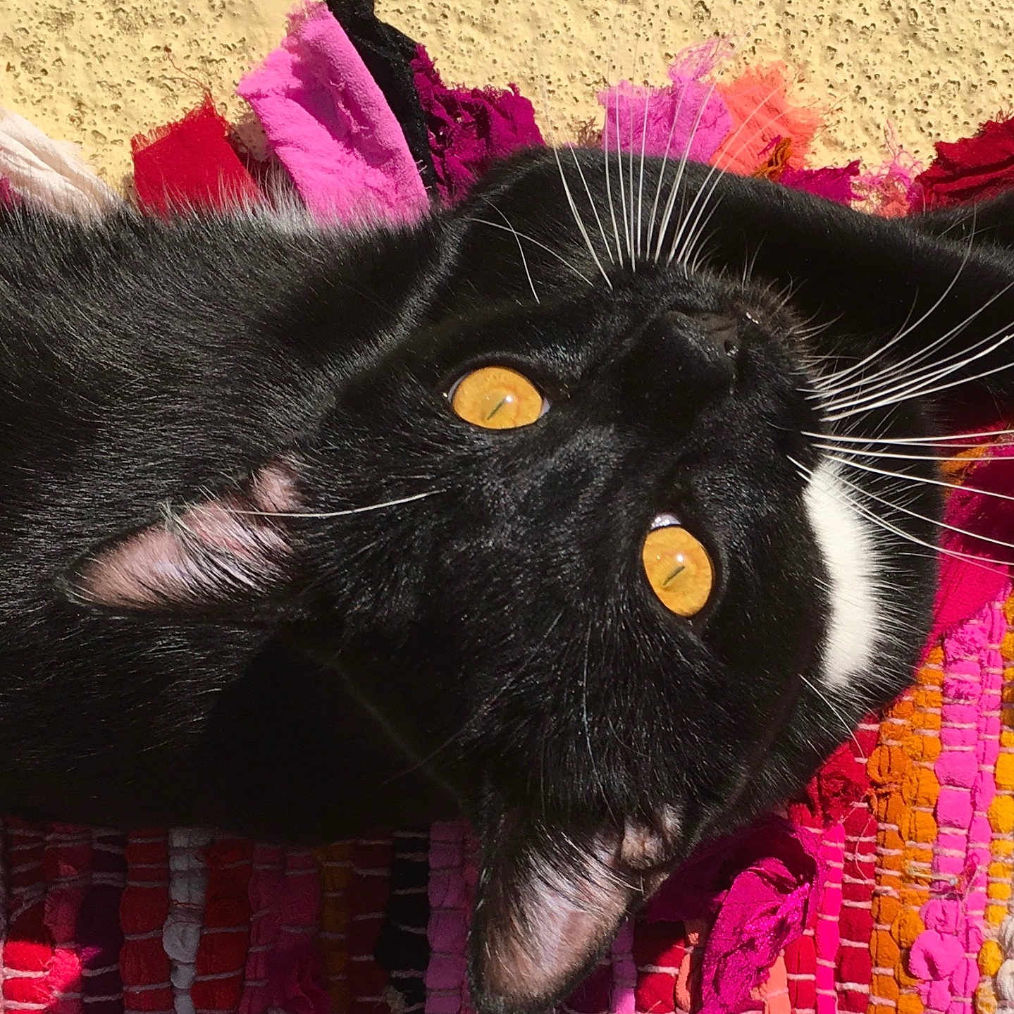 Farro joined the competition — help win amazing prizes! cat, black_cat, white_fur, golden_eyes, close_up, whiskers, ear, rug, colorful_rug, woven_rug, texture, sunlight, shadow, pet, feline, curious, indoor, animal, mammal, resting