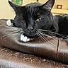 Farro is registered to the contest to win money with this photo: animal, black_cat, cat, cat_hair, close_up, close_up_animal, domestic_cat, fur, furniture, indoor, leather_surface, pet, portrait, relaxed, resting, scratched_leather, sleepy, whiskers, white_paws, yellow_eyes