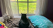 Farro is registered to the contest to win money with this photo: animal, bed, black_cat, blanket, cat, cozy, curtain, daylight, furniture, greenery, home, indoor, leopard_print, looking_out, pet, pillow, relaxation, soft_textile, sunlight, window
