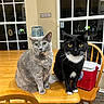 Farro is registered to the contest to win money with this photo: animal, black_cat, cat, chair, cooler, curious, domestic_animal, feline, gray_cat, indoor, kitchen, pet, sitting, table, two_animals, water_dispenser, white_markings, window, wooden_chair, wooden_table