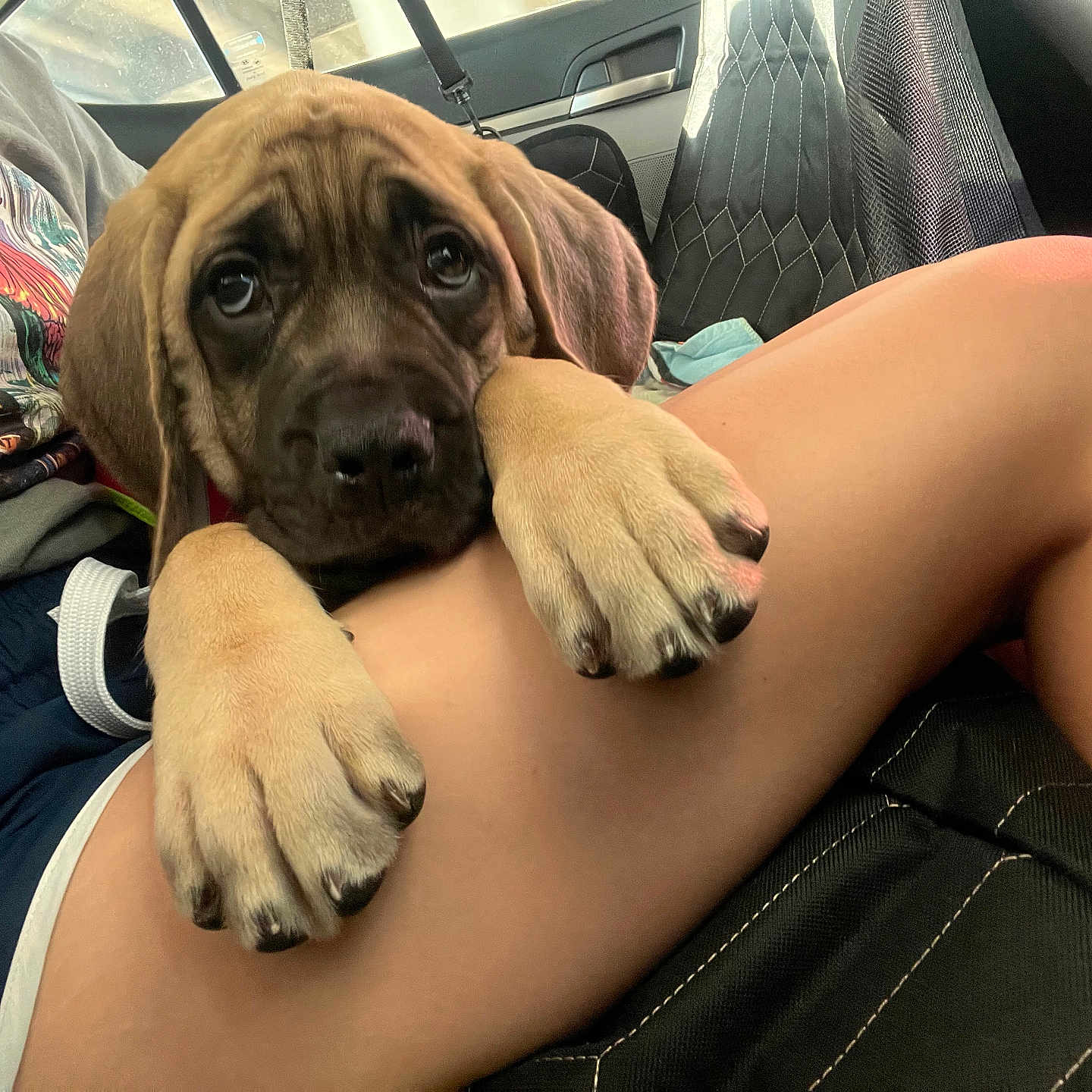 Tiny joined the competition — help win amazing prizes! puppy, dog, pet, paw, car, window, person, leg, clothing, seat, interior, cute, adorable, brown, fur, closeup, resting, indoor, companion, animal