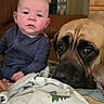 Tiny is registered to the contest to win money with this photo: animal, baby, blanket, brown, clothing, comfort, couch, cozy, curious, dog, expression, face, fur, furniture, head, human, indoor, living_room, portrait, resting