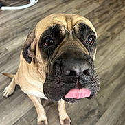Tiny joined the competition — help win amazing prizes! animal, baby_rocker, black_nose, brown, close_up, curious, cute, dog, ears, expression, floor, furniture, indoor, large_dog, pet, playful, sitting, tongue, wooden_floor, wrinkles