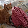 cat, orange_cat, tabby, bed, bedspread, clothing, pile, fabric, indoor, curious, pet, animal, feline, looking, ears, whiskers, soft_light, textile, home, resting