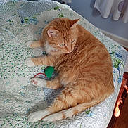 Oscar is registered to the contest to win money with this photo: cat, orange_tabby, bed, quilt, toy_mouse, indoor, pet, feline, fur, paw, relaxed, curious, floral_pattern, blanket, quilted, window, curtains, wooden_floor, resting, domestic_animal