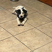 Bucket is registered to the contest to win money with this photo: puppy, dog, black_and_white, lying_down, tile_floor, water_bowl, indoor, pet, animal, young_dog, collar, curious, looking_at_camera, floor_tiles, home, domestic, cute, small_dog, resting, calm