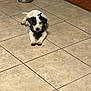 puppy, dog, black_and_white, lying_down, tile_floor, water_bowl, indoor, pet, animal, young_dog, collar, curious, looking_at_camera, floor_tiles, home, domestic, cute, small_dog, resting, calm