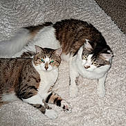 Smurk And Coconut joined the competition — help win amazing prizes! cat, tabby, feline, pet, animal, indoor, cozy, blanket, fur, whiskers, paws, relaxed, cute, two_cats, sleepy, domestic_cat, fluffy, resting, companion, laying_down