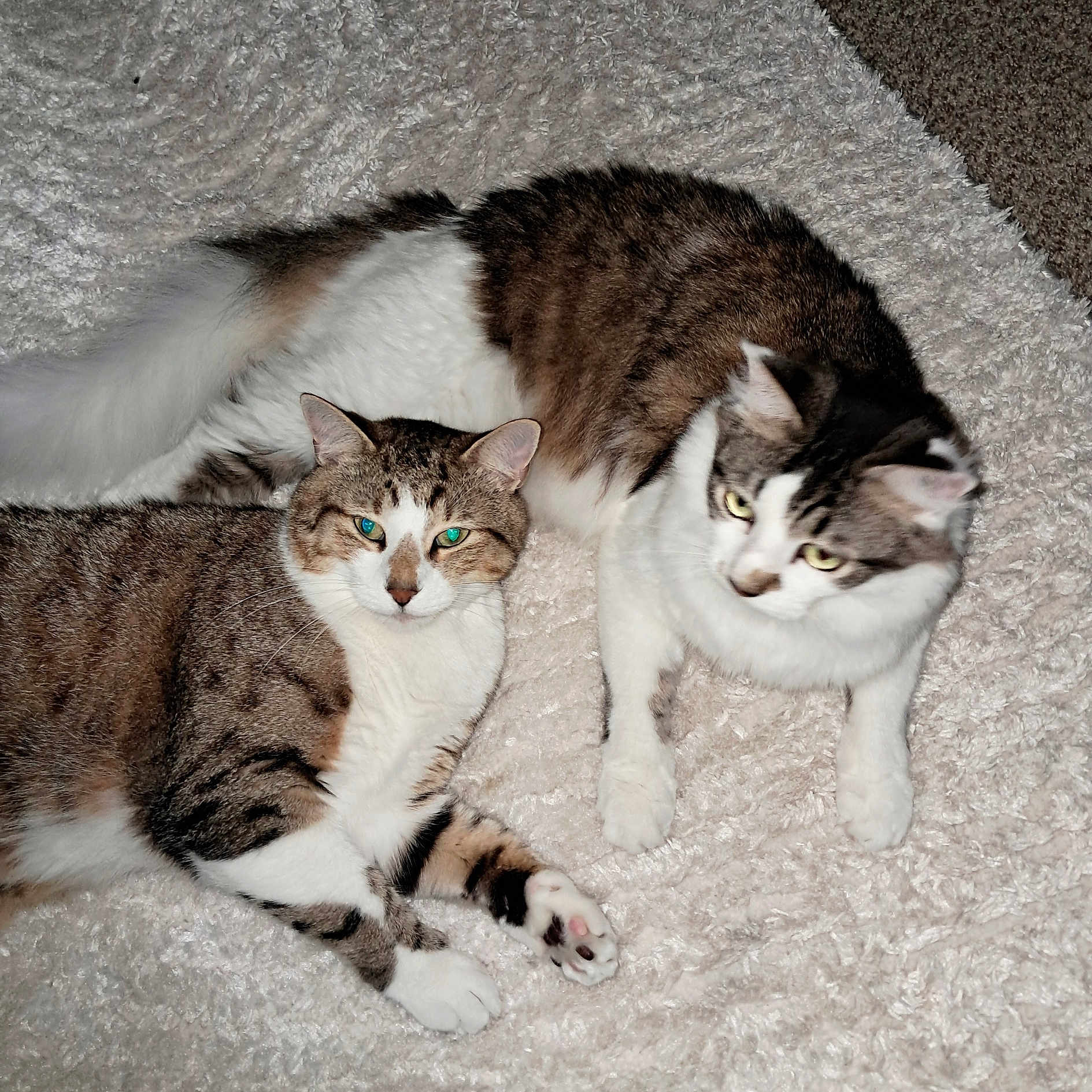 Smurk And Coconut joined the competition — help win amazing prizes! cat, tabby, feline, pet, animal, indoor, cozy, blanket, fur, whiskers, paws, relaxed, cute, two_cats, sleepy, domestic_cat, fluffy, resting, companion, laying_down