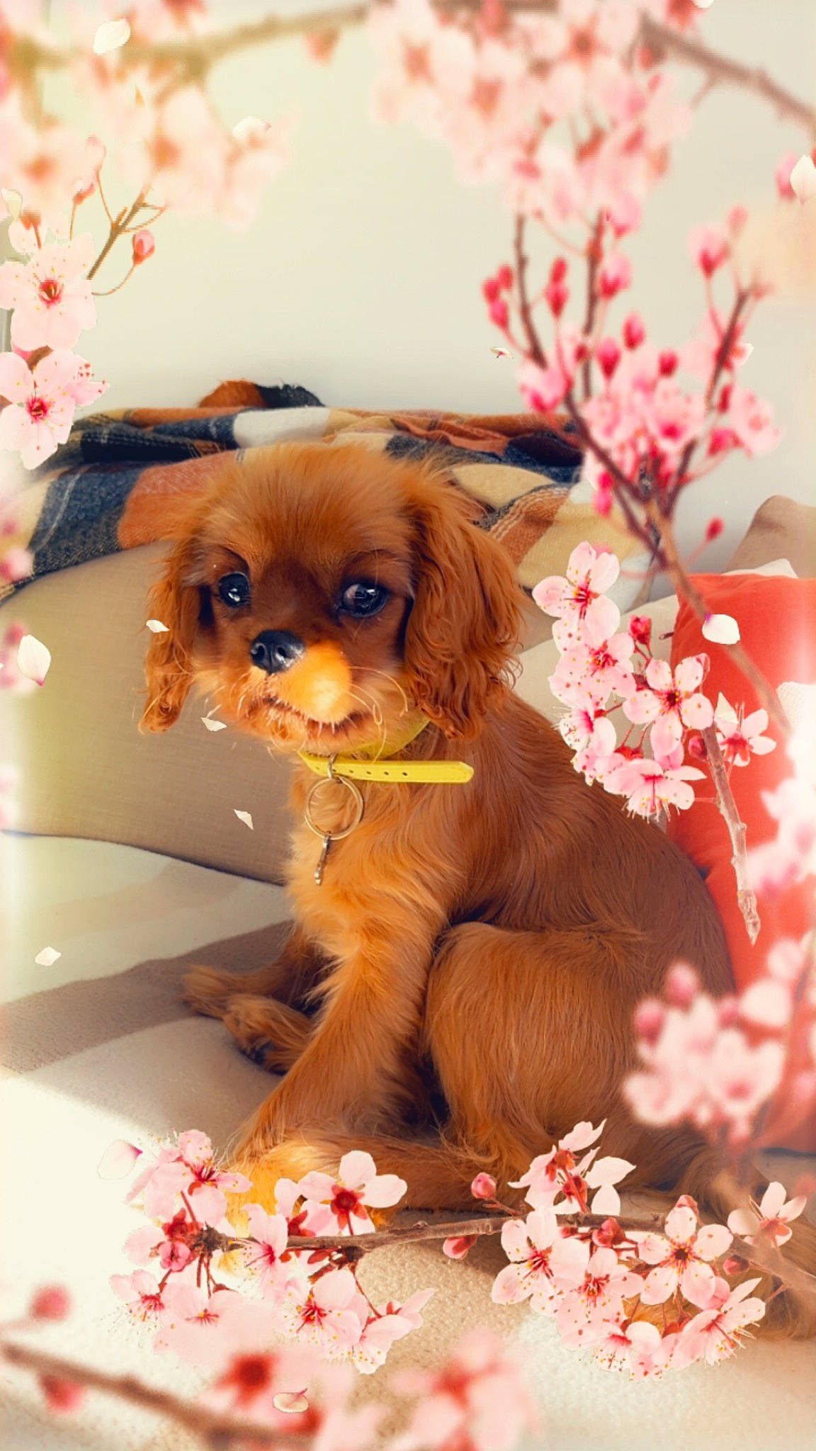 Ulah a rejoint le concours — aidez-le/la à gagner de superbes lots ! brown_hair, companion_dog, dog_breed, doll, fawn, flower, fur, happy, liver, orange, peach, petal, pink, toy, toy_dog, twig, whiskers, wig, wood, working_animal