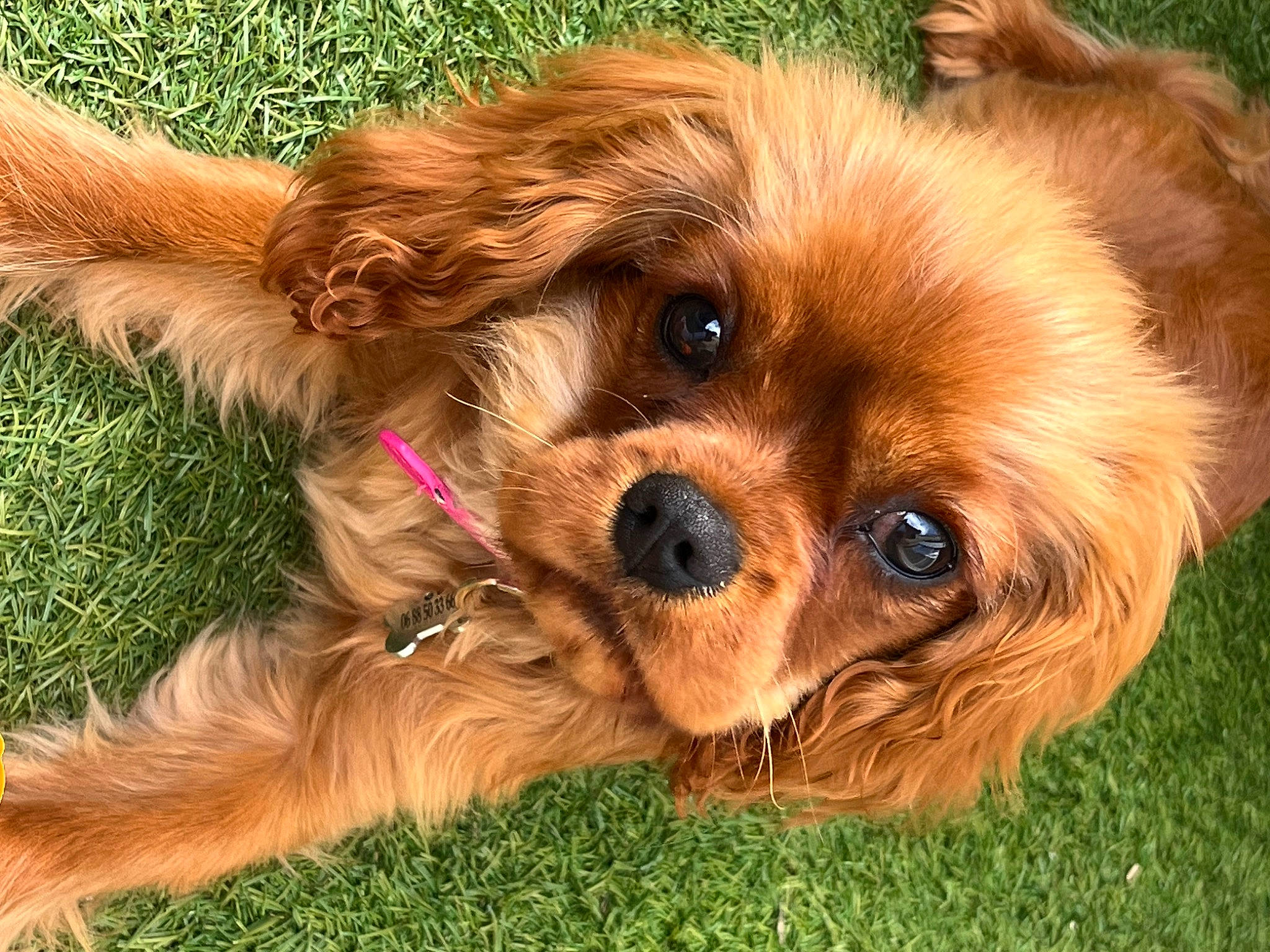 Ulah participe au concours pour gagner de l'argent avec cette photo : canidae, carnivore, companion_dog, corgi_chihuahua, dog, dog_breed, fawn, fur, grass, gun_dog, liver, plant, puppy, small_greek_domestic_dog, snout, sporting_group, terrestrial_animal, toy_dog, whiskers