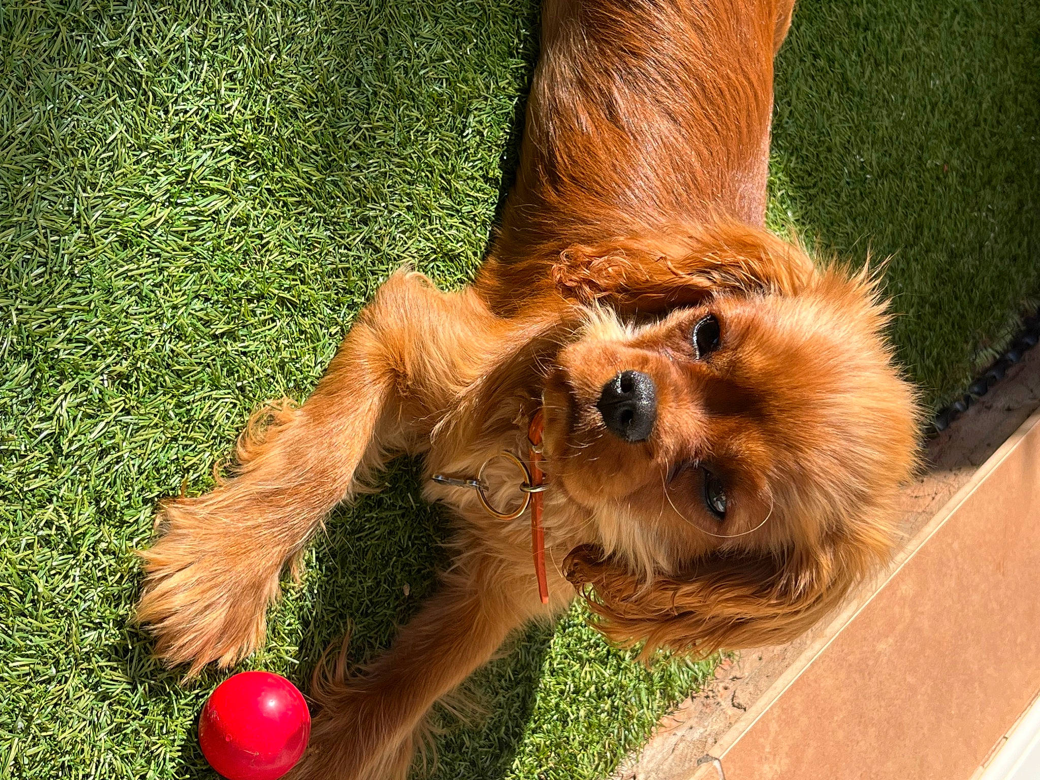 Ulah participe au concours pour gagner de l'argent avec cette photo : ball, canidae, carnivore, chewbacca, companion_dog, dog, dog_breed, dog_supply, fawn, fur, grass, holiday, liver, paw, pet_supply, snout, sporting_group, tail, terrestrial_animal, wood