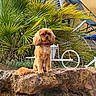 Ulah a rejoint le concours — aidez-le/la à gagner de superbes lots ! animal, brown_dog, collar, cute, daytime, dog, fluffy, furniture, garden, greenery, leaf, nature, outdoor, pet, plant, rock, sitting, spiky_plant, sunlight, yard
