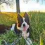 animal, border_collie, canine, daylight, dog, ears_up, field, grass, greenery, happy, nature, outdoor, pet, playful, relaxed, rope_toy, summer, sunlight, sunset, tongue_out