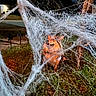 Minyoung joined the competition — help win amazing prizes! animal, background, blur, confused, dark, decorations, dog, fun, grass, holiday, lawn, light, night, outdoor, pet, playful, spider_web, street, web, yard