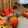 animal, autumn, celebration, cloudy_sky, decor, dog, fall, festive, garden, hay_bale, nature, orange_pillow, outdoor, pet, pumpkin, scarecrow, seasonal, smiling_dog, wooden_fence, yellow_flower