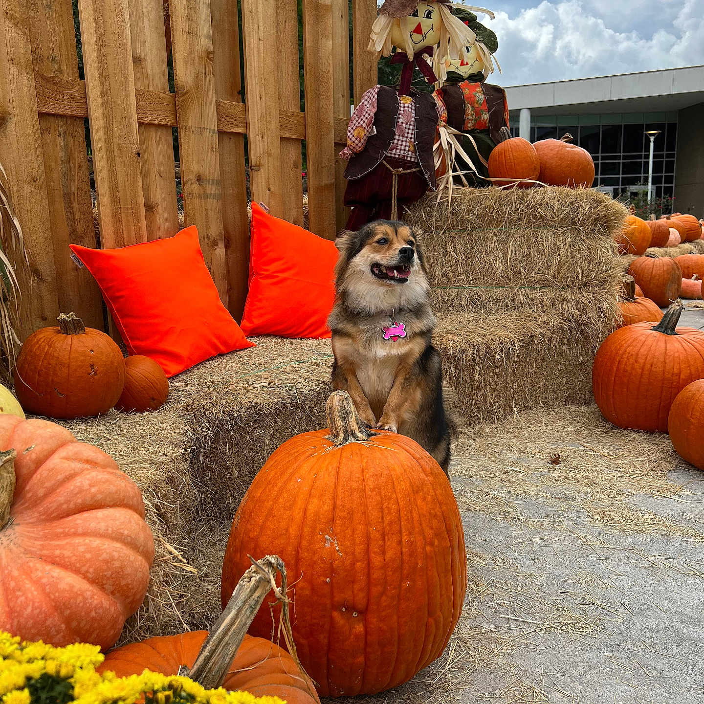 Minyoung is registered to the contest to win money with this photo: animal, autumn, celebration, cloudy_sky, decor, dog, fall, festive, garden, hay_bale, nature, orange_pillow, outdoor, pet, pumpkin, scarecrow, seasonal, smiling_dog, wooden_fence, yellow_flower