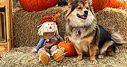 Minyoung joined the competition — help win amazing prizes! animal, autumn, black_fur, brown_fur, cute, decoration, dog, fall, festive, grass, hay_bale, leafy_background, nature, outdoor, pet, pumpkin, scarecrow, seasonal, sitting, smiling