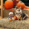 animal, autumn, black_fur, brown_fur, cute, decoration, dog, fall, festive, grass, hay_bale, leafy_background, nature, outdoor, pet, pumpkin, scarecrow, seasonal, sitting, smiling