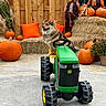 animal, autumn, concrete, cute, dog, fall_decor, fence, festive, garden, green_toy, hay_bale, orange_pillow, outdoor, pet, playful, pumpkin, scarecrow, seasonal, smiling_dog, toy_tractor