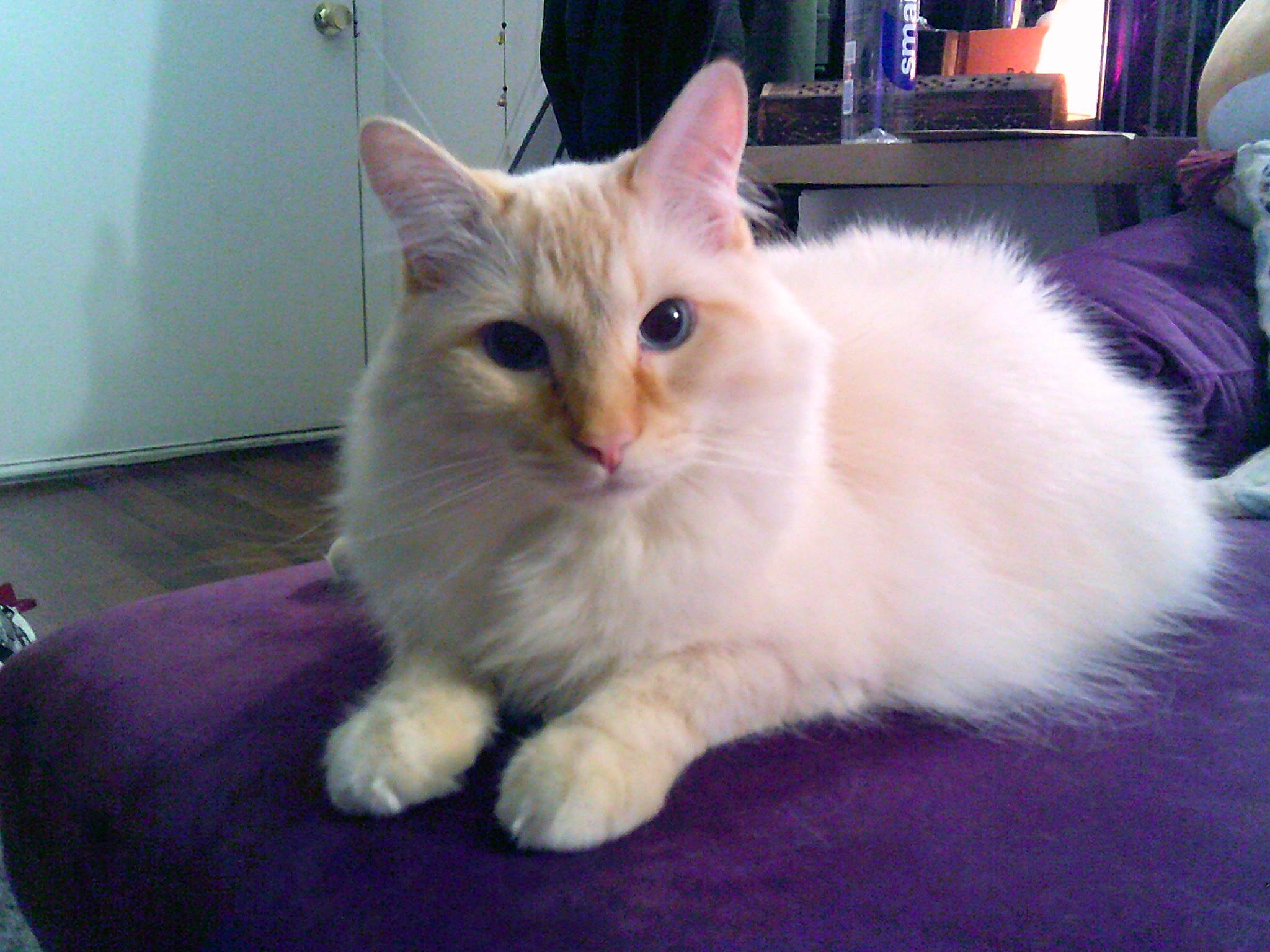 Malakai joined the competition — help win amazing prizes! carnivore, cat, claw, comfort, domestic_short_haired_cat, fawn, felidae, fur, iris, paw, small_to_medium_sized_cats, tail, whiskers