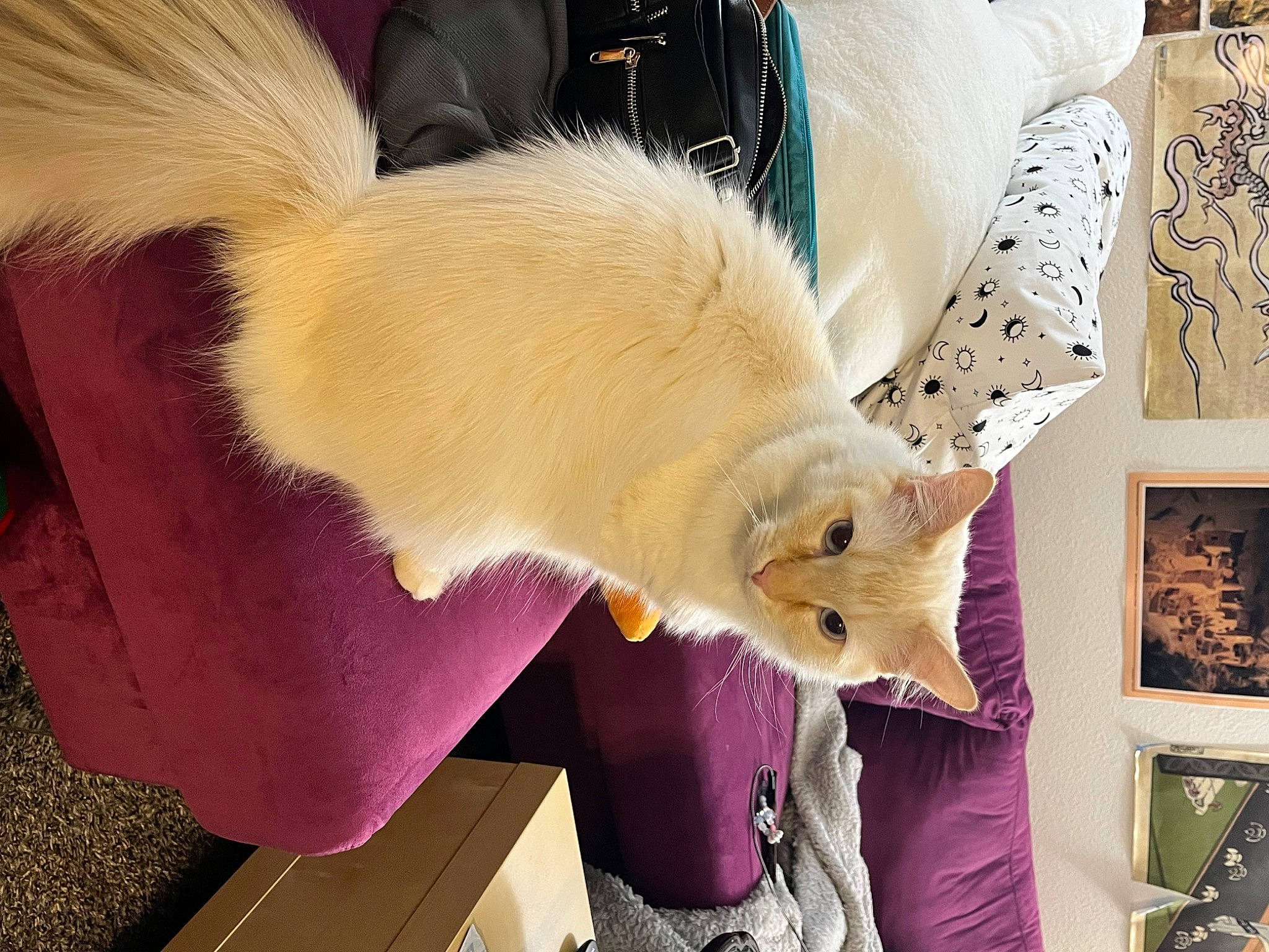 Malakai joined the competition — help win amazing prizes! art, carnivore, cat, claw, comfort, companion_dog, domestic_short_haired_cat, ear, fashion_accessory, fawn, felidae, fur, magenta, paw, picture_frame, small_to_medium_sized_cats, stuffed_toy, tail, toy, whiskers