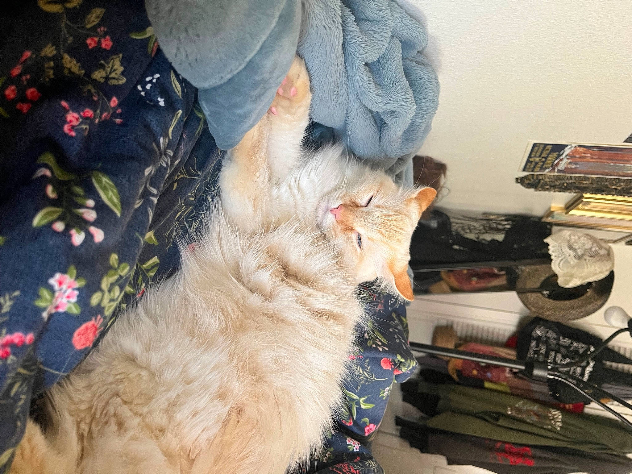 Malakai is registered to the contest to win money with this photo: canidae, carnivore, cat, claw, companion_dog, dog_breed, domestic_short_haired_cat, fawn, felidae, foot, fur, gesture, human_leg, lap, office_equipment, office_supplies, paw, small_to_medium_sized_cats, tail, whiskers