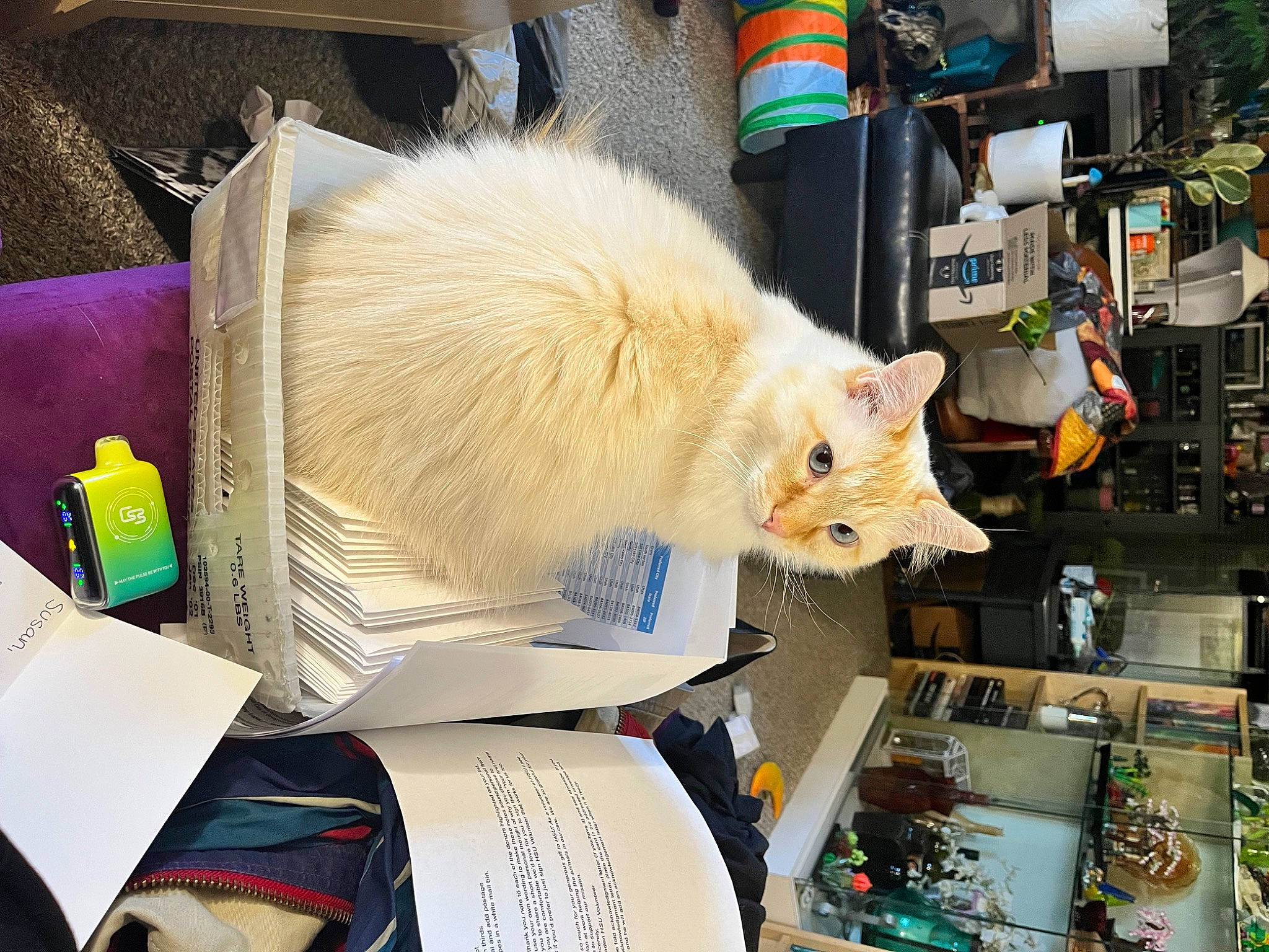 Malakai is registered to the contest to win money with this photo: art, artist, book, box, carnivore, cat, companion_dog, domestic_short_haired_cat, engineering, felidae, fur, machine, paper, paper_product, room, small_to_medium_sized_cats, visual_arts, whiskers