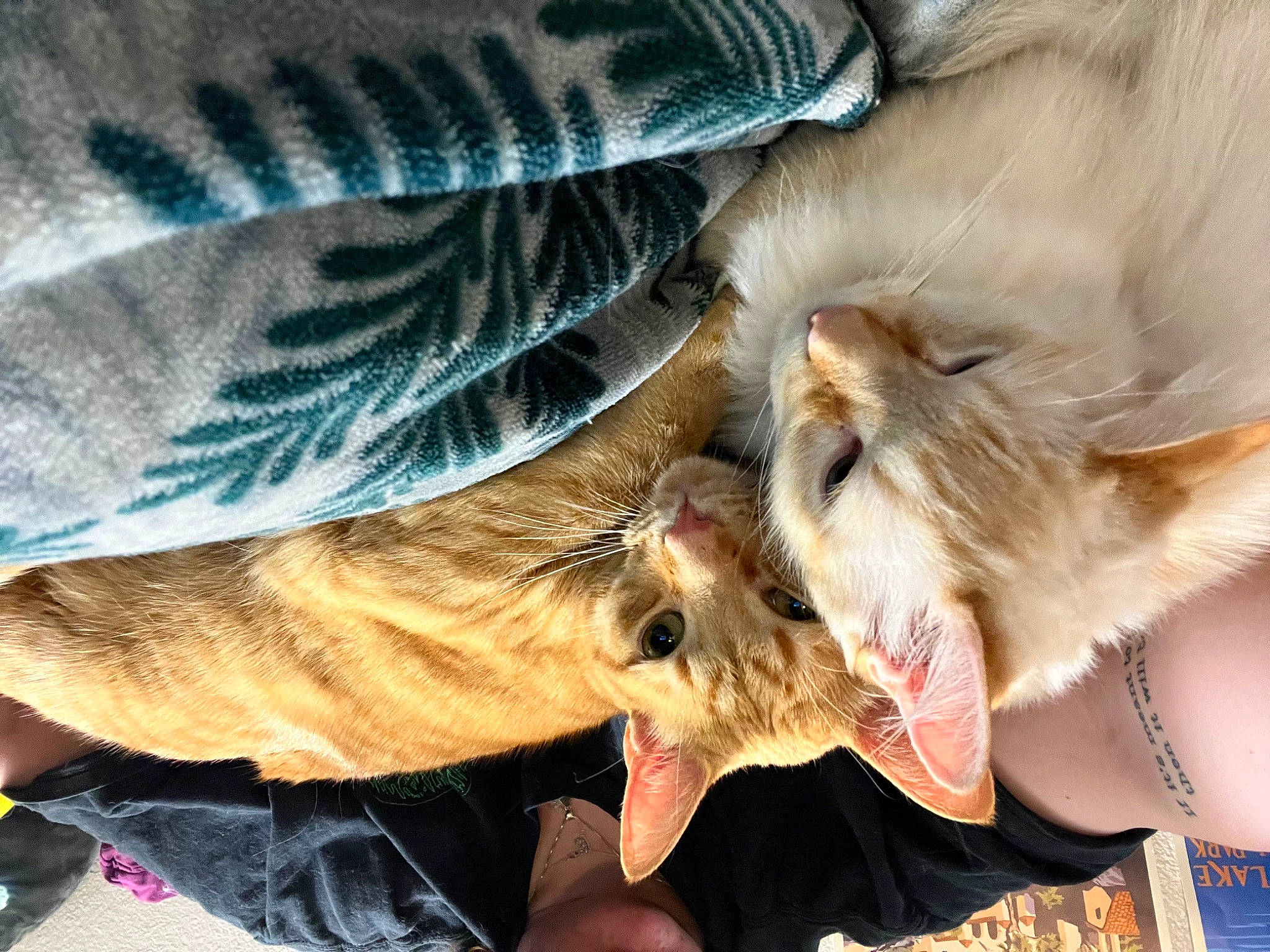 Dr. Viktor Von Doom joined the competition — help win amazing prizes! carnivore, cat, claw, comfort, ear, eyewear, fashion_accessory, fawn, feather, felidae, fur, happy, jewellery, mammal, paw, small_to_medium_sized_cats, snout, vertebrate, whiskers, wildlife