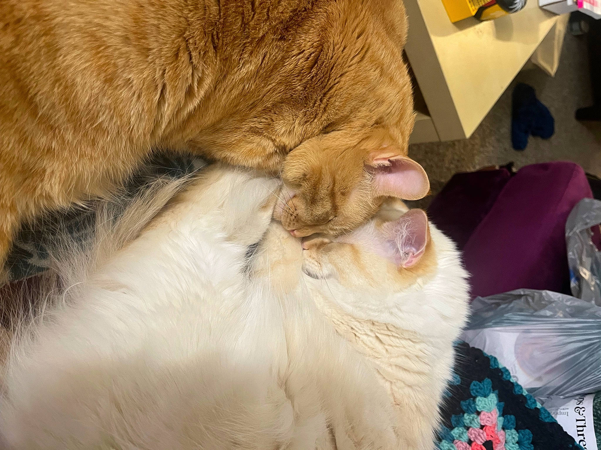 Dr. Viktor Von Doom is registered to the contest to win money with this photo: canidae, carnivore, cat, claw, companion_dog, dog_breed, ear, fang, fawn, felidae, fur, paw, small_to_medium_sized_cats, snout, sporting_group, tail, terrestrial_animal, whiskers, working_animal