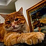 cat, orange_tabby, paw, whiskers, indoor, pet, portrait, close_up, ginger_cat, feline, fur, relaxed, cozy, paws, animal, painting_in_background, framed_art, foreground_focus, background_blur, domestic_cat