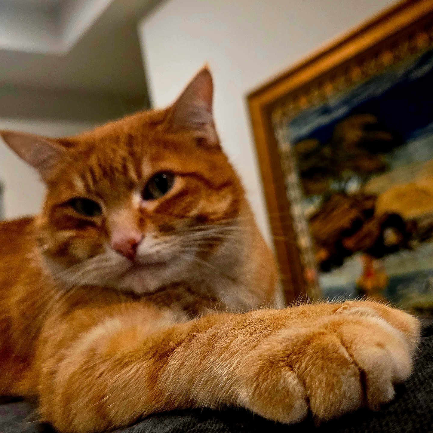 Toezy joined the competition — help win amazing prizes! animal, background_blur, cat, close_up, cozy, domestic_cat, feline, foreground_focus, framed_art, fur, ginger_cat, indoor, orange_tabby, painting_in_background, paw, paws, pet, portrait, relaxed, whiskers