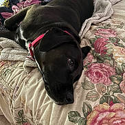 Jake joined the competition — help win amazing prizes! animal, bed, black_dog, blanket, carpet, close_up, comfort, cozy, dog, floral_pattern, fur, home, indoor, laying_down, mammal, pet, pink_collar, relaxation, resting, soft_light