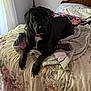 Jake joined the competition — help win amazing prizes! animal, bed, bedroom, black_dog, blanket, canine, comfort, cozy, curtains, dog, domestic, floral_bedspread, furniture, house, indoor, lamp, looking, pet, resting, wooden_headboard