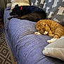 Jake joined the competition — help win amazing prizes! animal, black_dog, blanket, cat, companion, couch, cozy, dog, domestic, fur, furniture, home, indoor, nap, orange_cat, pet, pillow, relaxation, resting, sleeping