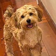 Arlo joined the competition — help win amazing prizes! dog, pet, indoor, wooden_floor, hallway, curly_fur, happy, smiling, tail, brown, fur, canine, companion, domestic_animal, animal, cute, playful, standing, looking_at_camera, friendly